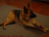 Shadow's New Toy, Groveland, NY