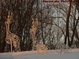 Christmas Reindeer Rising From the Snow, Lynn, Mass.