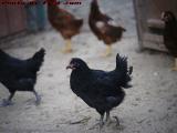 Rooster Study, Groveland, New York