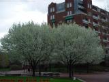 Flowering Trees, Cambridgeside