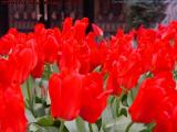 Red Tulips, Commonwealth Avenue, Boston