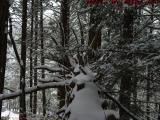 Fallen Trunk With Fresh Heavy Snow, Harvard, Mass.
