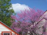Spring Colors, Ross Drive, Lynnfield, Massachusetts
