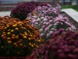 Fall Flowers in Cold Wind, Strong Memorial, Rochester, NY