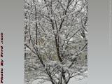 A New Burden of Snow, Brookings Street, Medford, Mass.