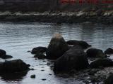 Low Tide on the Rocks, Gloucester Harbor, Massachusetts