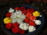 A Bowl of Blossoms, Draper Rd., Dorchester, Mass.