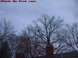 Gray Dusk Skyline With Bare Trees, Medford, Mass.