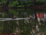 Goose Family Traveling Downstream, Mystic River, Medford