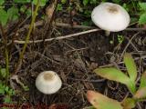 A Mushroom Pair, Groveland, New York
