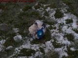 Dead and Abandoned Soccer Ball, Arlington, Massachusetts