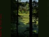 Crystal Pond's Waters Looking More Like a Lawn, Peabody