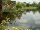 Dragonfly Paused by the Lake, St. Tropez Apartments
