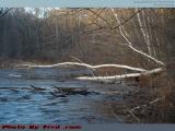 Fallen Tree, Bellevue Pond, Medford, Massachusetts