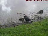 Momma Duck Watching Over Her Brood, St. Tropez Apartments