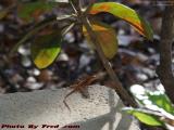 Newt in an Urban Habitat, St. Tropez Apts., Plantation